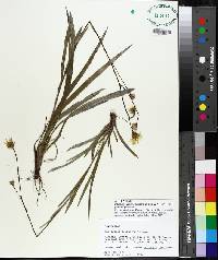 Pityopsis oligantha image