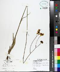 Coreopsis falcata image