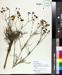 Coreopsis tinctoria image