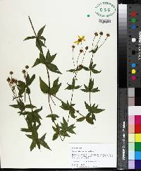 Coreopsis major image