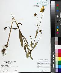 Coreopsis pubescens image