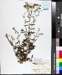 Eupatorium semiserratum image