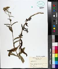 Eupatorium album image