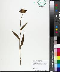 Gaillardia aestivalis image