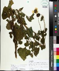 Helianthus debilis image