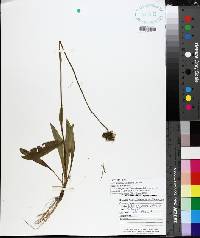 Hieracium caespitosum image