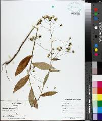 Hieracium paniculatum image