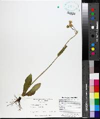 Krigia biflora image