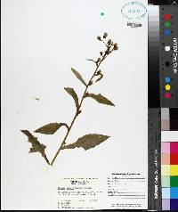 Lactuca biennis image