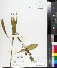 Liatris aspera image