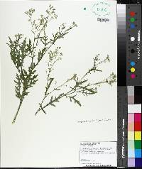 Parthenium hysterophorus image