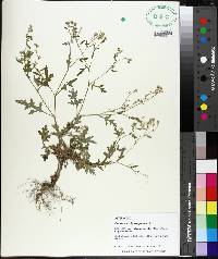 Parthenium hysterophorus image