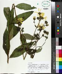 Silphium asteriscus image