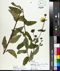 Silphium asteriscus image