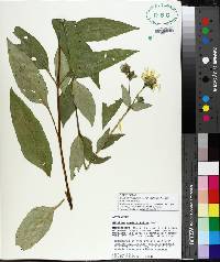 Silphium asteriscus var. latifolium image