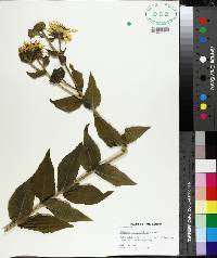 Silphium integrifolium image