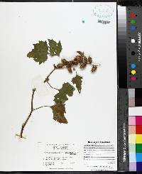 Xanthium strumarium var. glabratum image