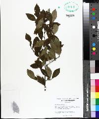 Ilex ambigua image