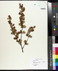 Betula pumila image