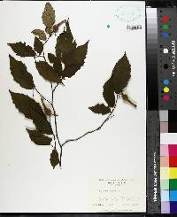 Corylus cornuta image