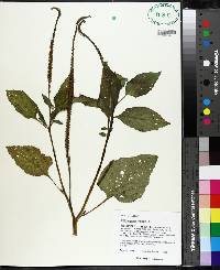 Heliotropium indicum image