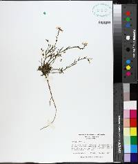 Arabidopsis lyrata image