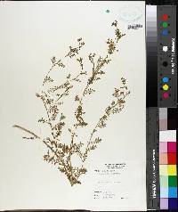 Lepidium didymum image