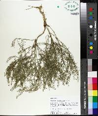 Lepidium densiflorum image