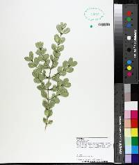 Buxus sempervirens image