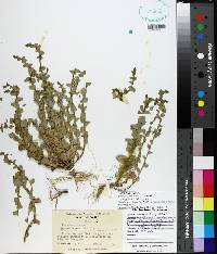 Triodanis perfoliata image