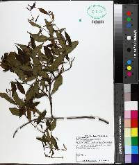 Lonicera canadensis image