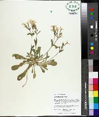 Silene caroliniana image