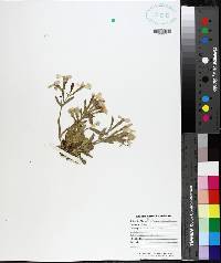 Silene caroliniana image