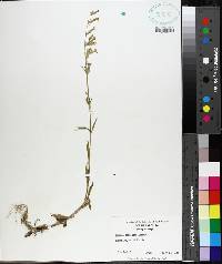 Silene dichotoma image