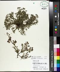 Polypremum procumbens image