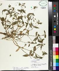 Stellaria puber image