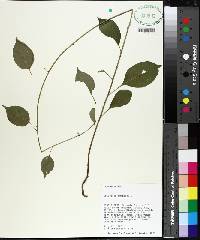 Celastrus scandens image