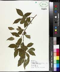 Celastrus scandens image