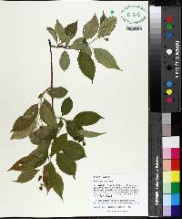 Celastrus scandens image