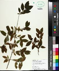 Euonymus alatus image