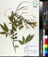 Cleome houtteana image