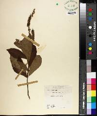 Clethra tomentosa image