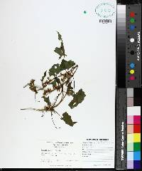 Cuscuta gronovii image