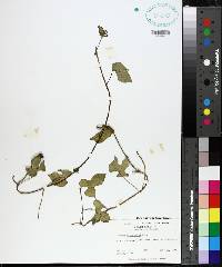 Ipomoea trichocarpa image