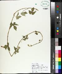 Ipomoea purpurea image