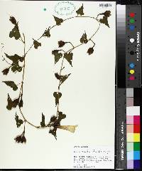 Ipomoea pandurata image