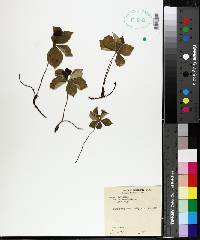 Cornus canadensis image