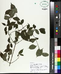 Cornus asperifolia image