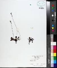 Drosera capillaris image