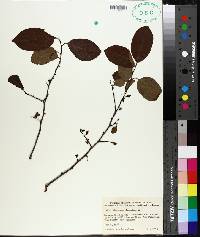 Diospyros virginiana image